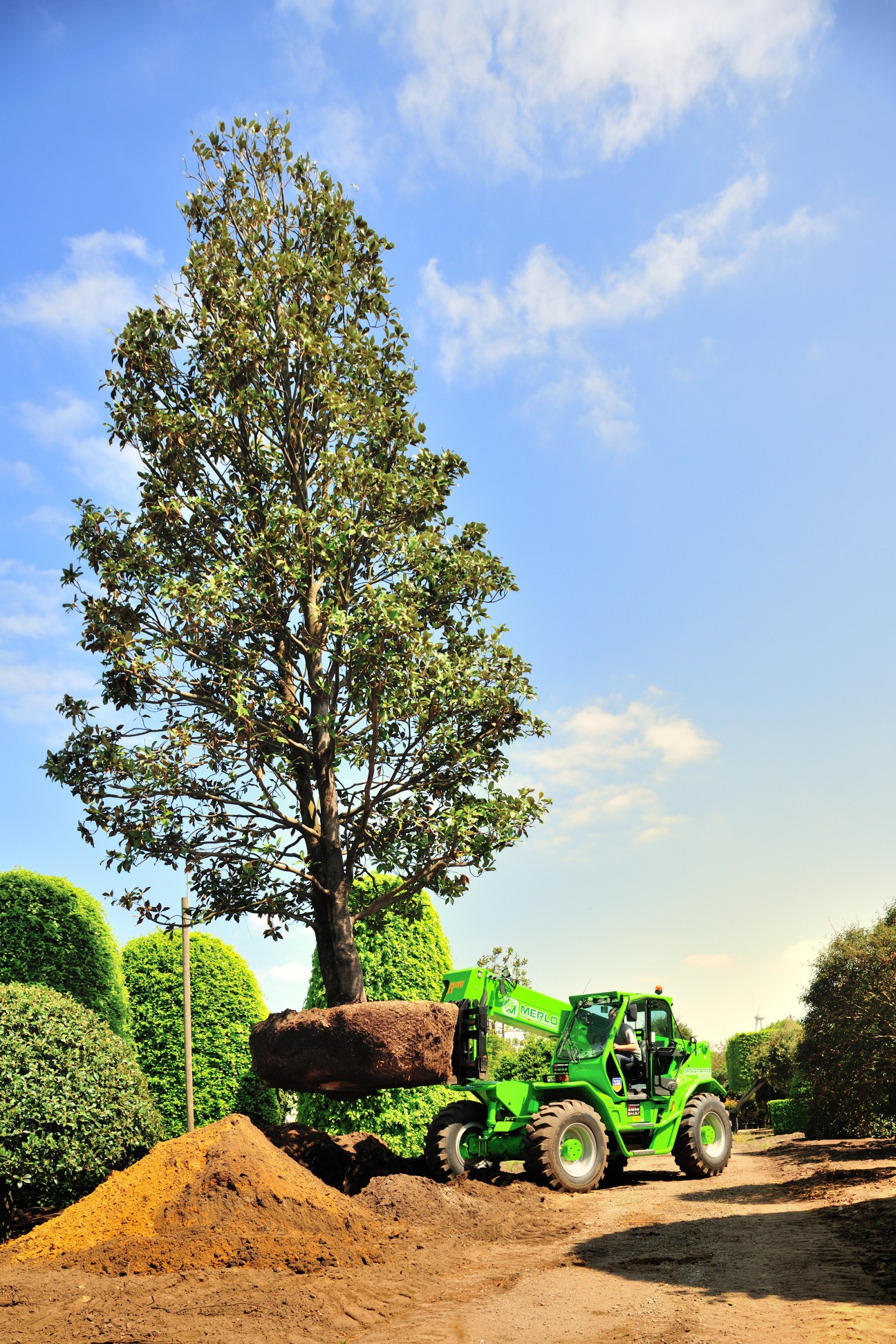 A green telescopic handler lifts a large tree with exposed root ball at a Belgian tree nursery.
