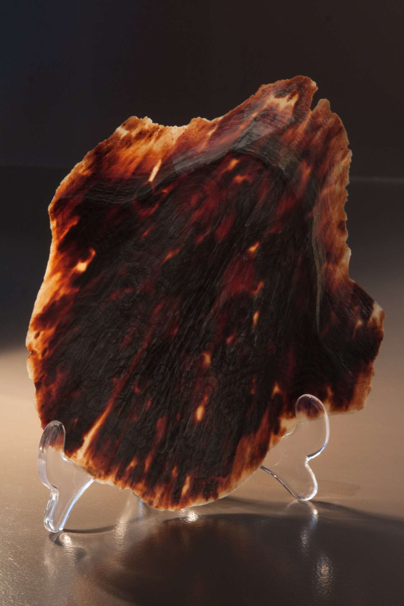 Raw tortoiseshell material with amber and dark brown coloring used to craft Maison Bonnet eyeglasses.