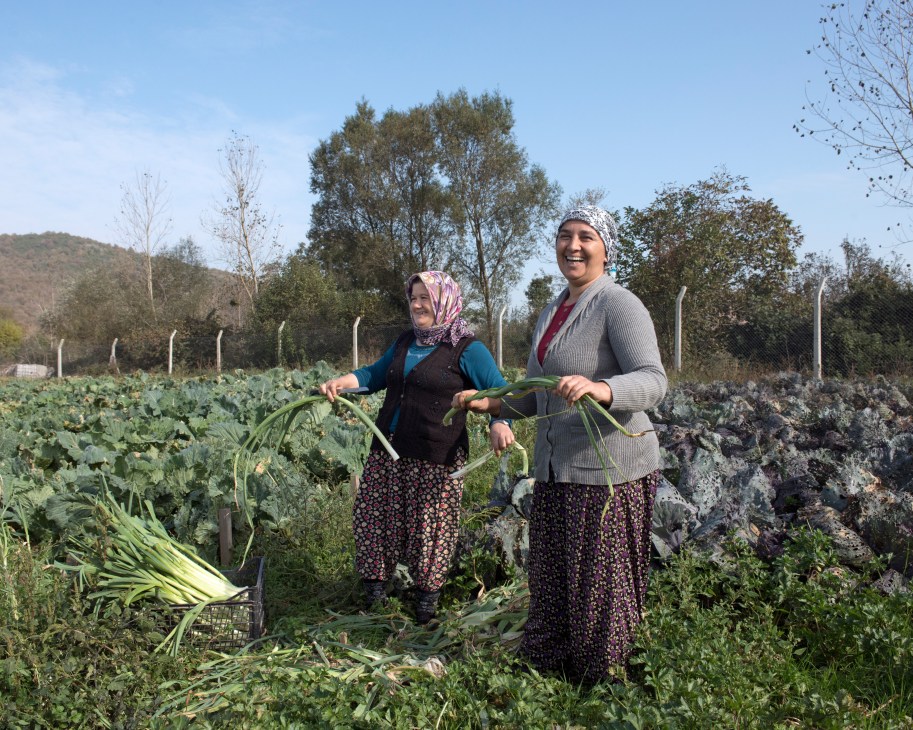 Two women harvest long green vegetables in a lush vegetable field under clear blue sky at Komsukoy farm.