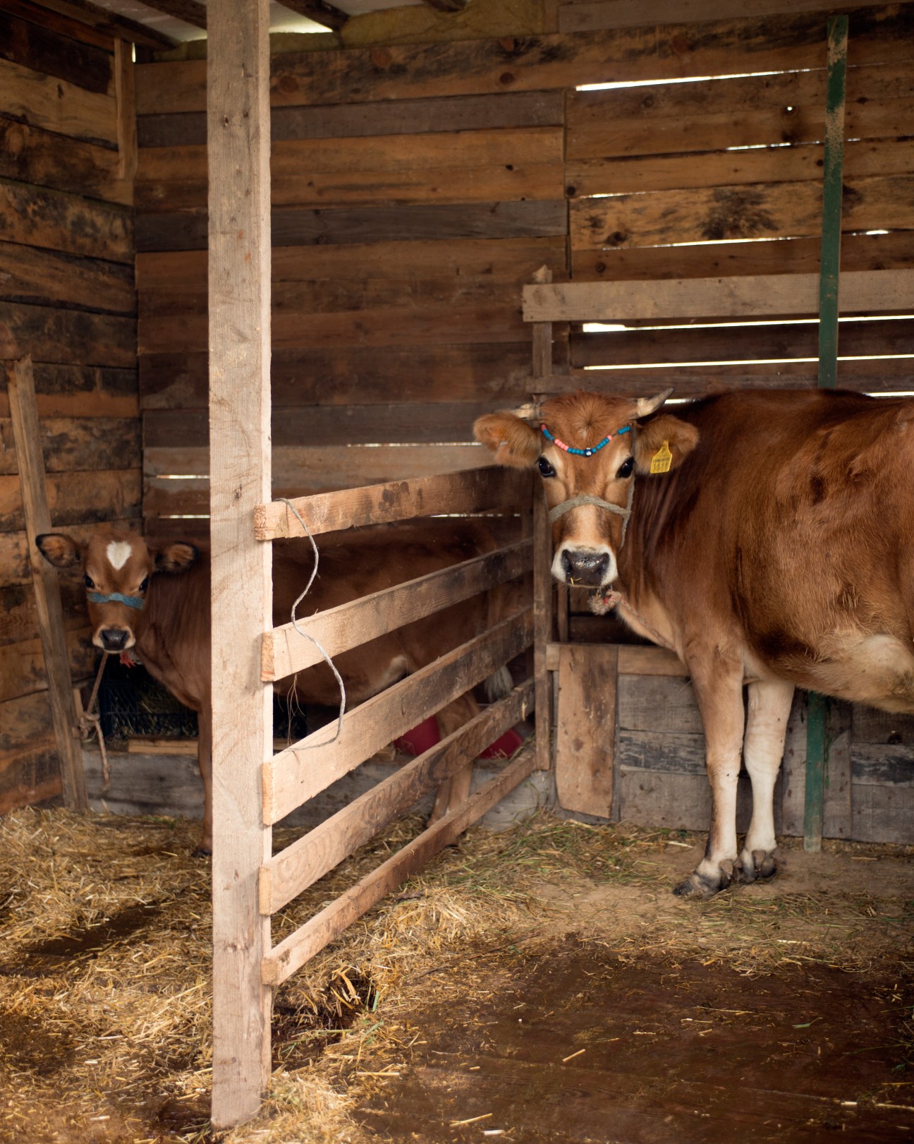 Brown cows wearing blue halters stand in a wooden barn stall with hay on the ground.