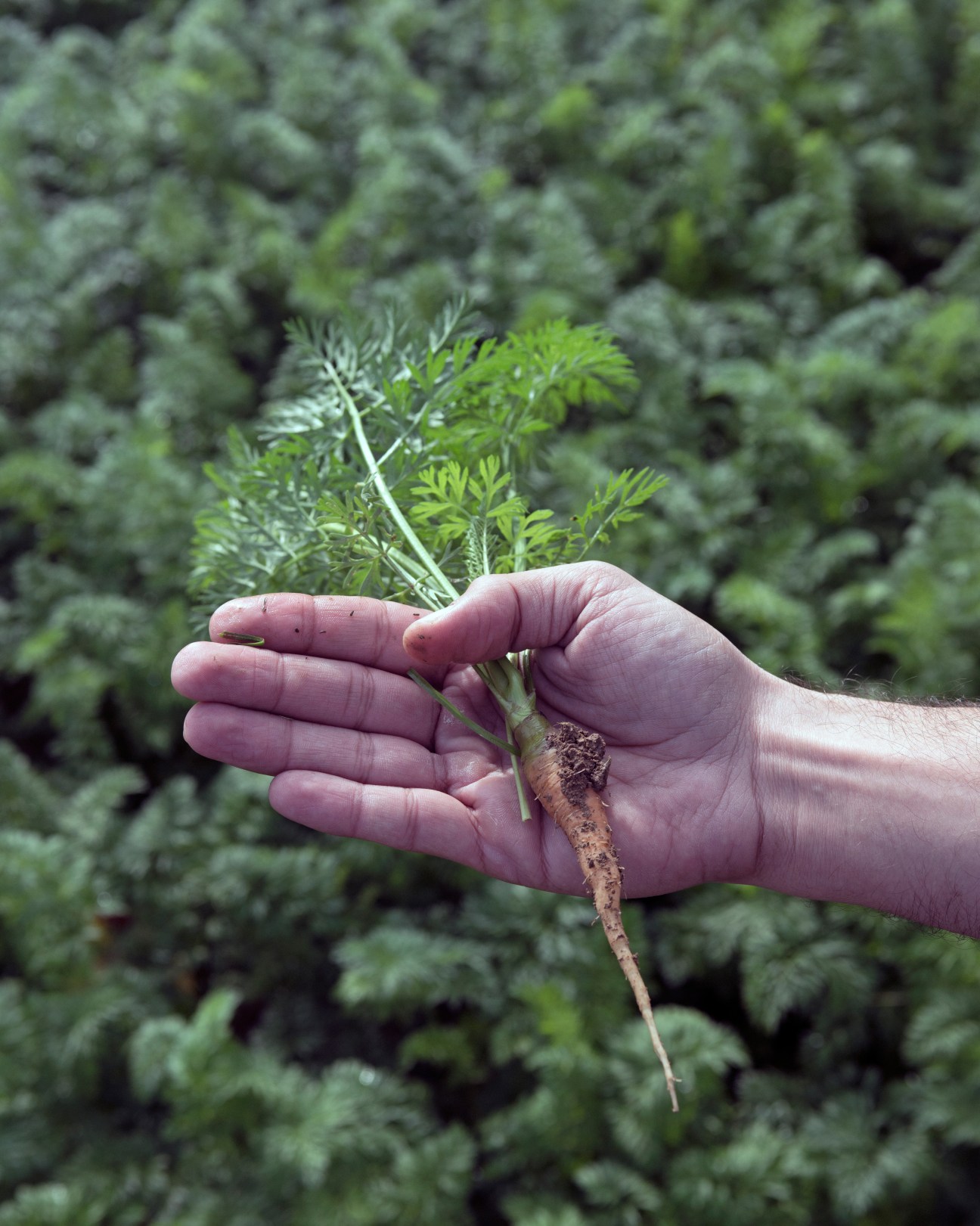 A hand holding a freshly harvested carrot with green leafy tops against a blurred background of kale plants.