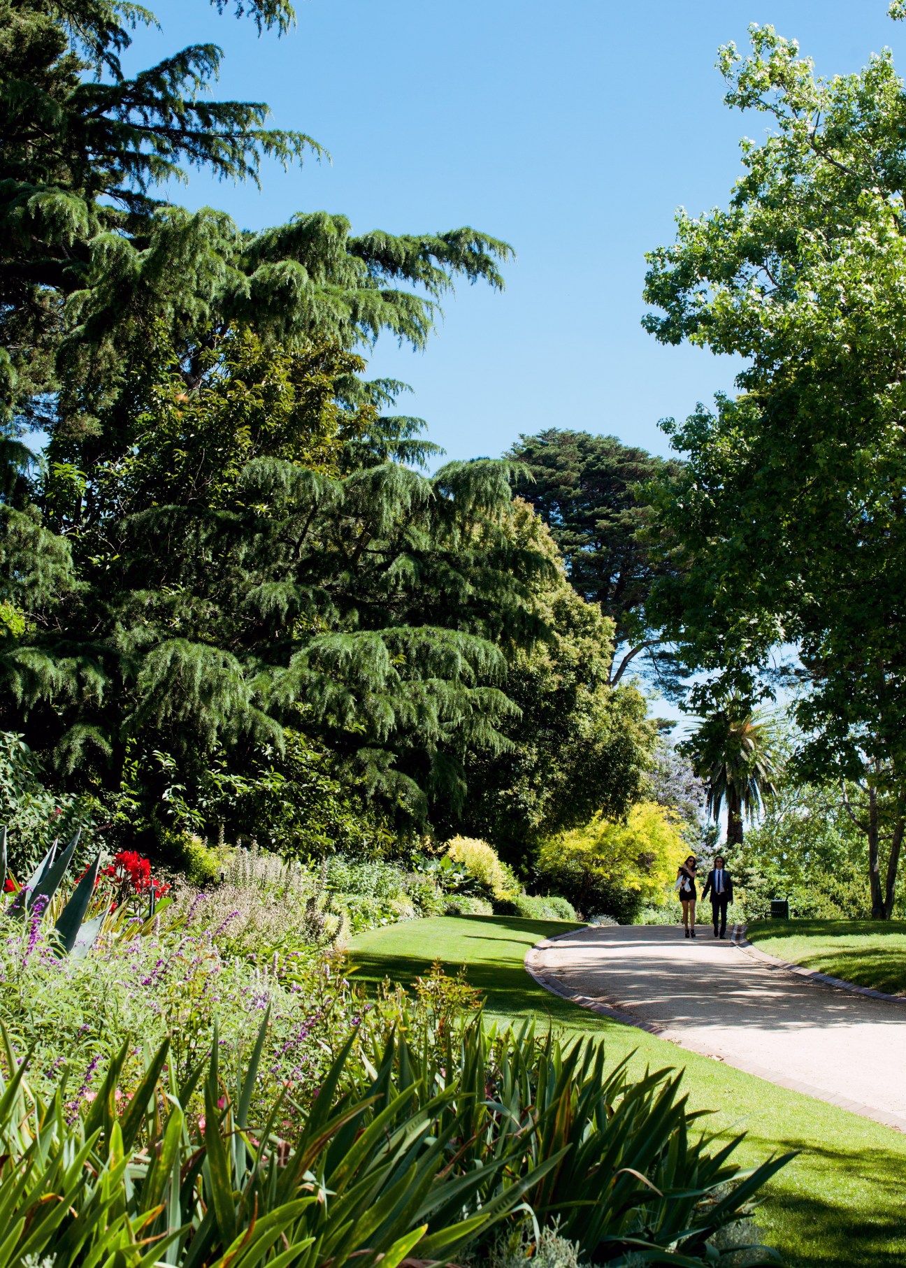 A tree-lined park pathway with flowering plants and green lawns under clear blue sky.