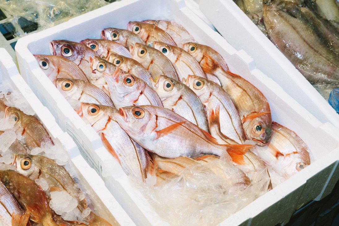 Fresh pandora fish with pink and white flesh and orange fins arranged in a white crate with ice at Mercamadrid market.