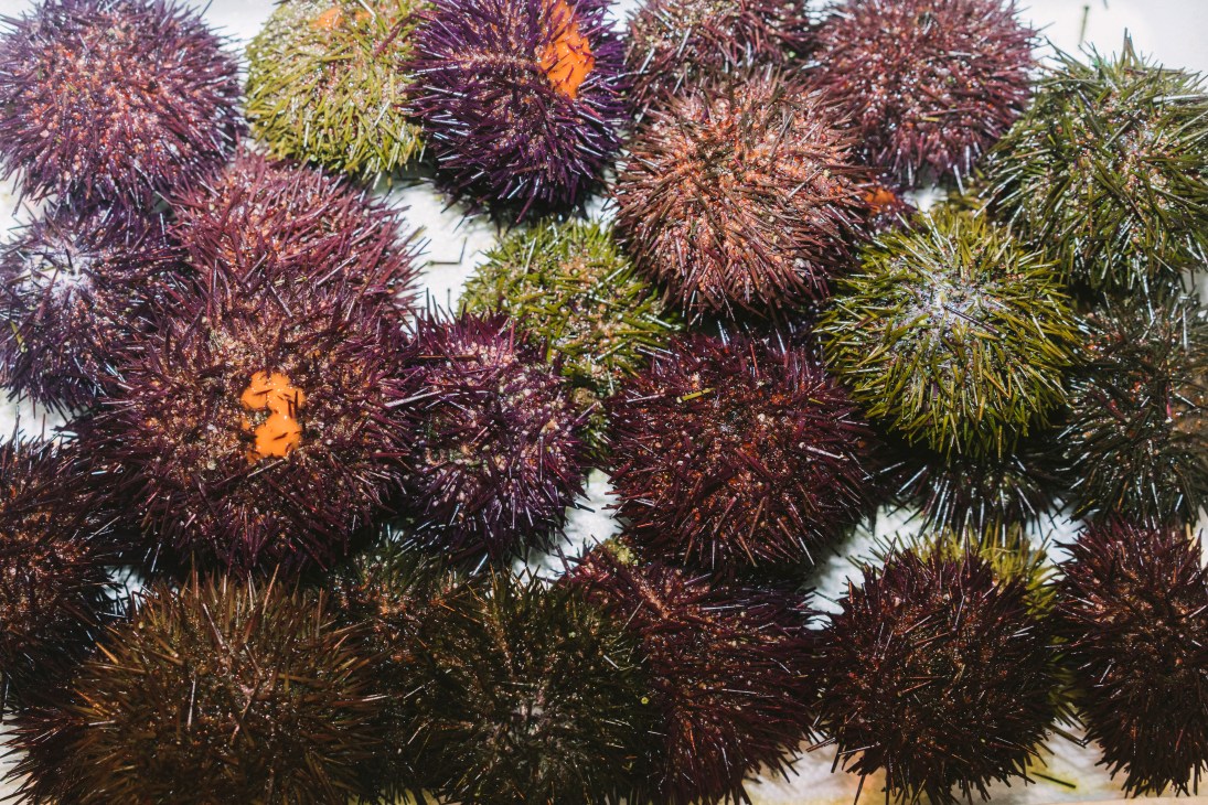 'Erizos de mar' or sea urchins displayed at Mercamadrid fish market in Madrid.
