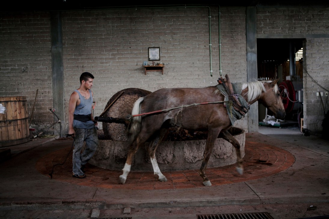 A worker guides a horse pulling a traditional grinding stone to process agave for mezcal production.