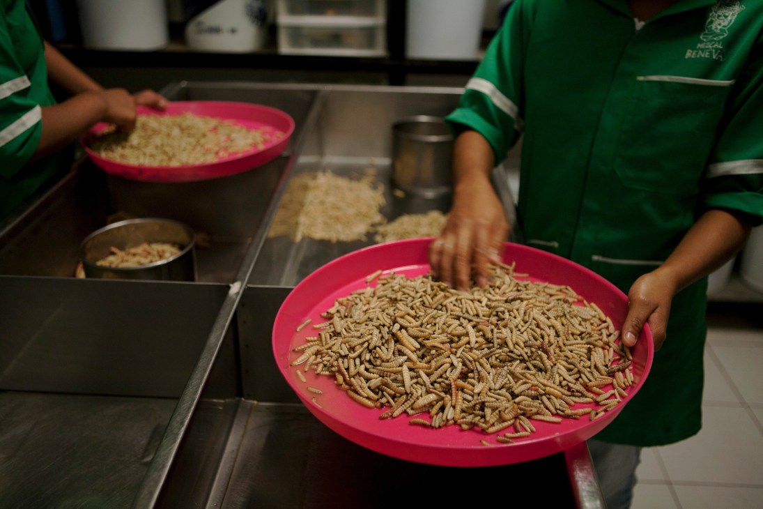 Worker in green Beneva uniform holds pink tray of agave worms for mezcal bottling.
