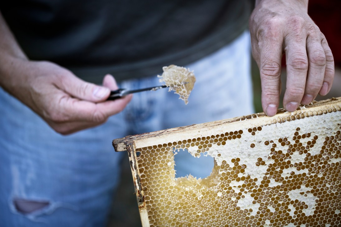 Beekeeper scraping honeycomb with a tool, harvesting honey from a wooden frame.