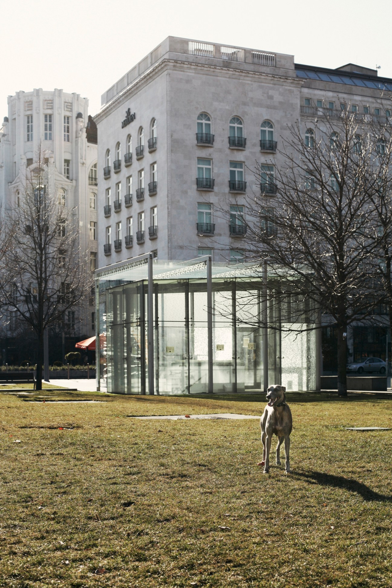 A dog stands in a park with modernist buildings and a glass pavilion in the background.