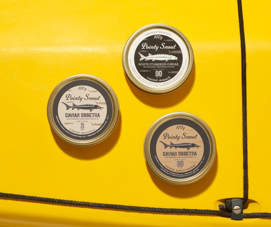 Three jars of Pointy Snout caviar displayed on a bright yellow surface with a dark rope detail.