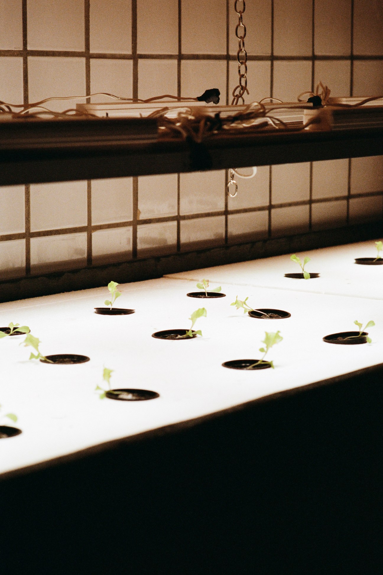 Young seedlings growing in a hydroponic system with LED lights under an industrial window.