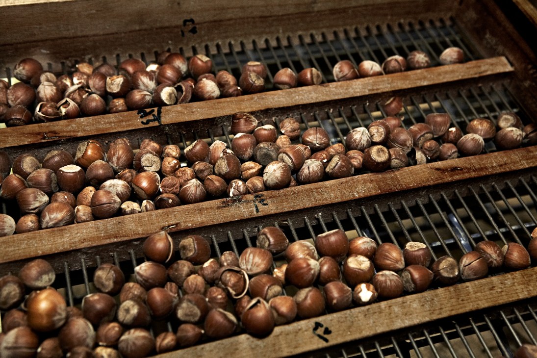 Hazelnuts in their shells arranged in wooden trays on a conveyor belt in the Al Rifai processing facility.
