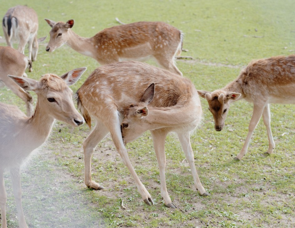 A group of deer grazing on grass in an outdoor area.