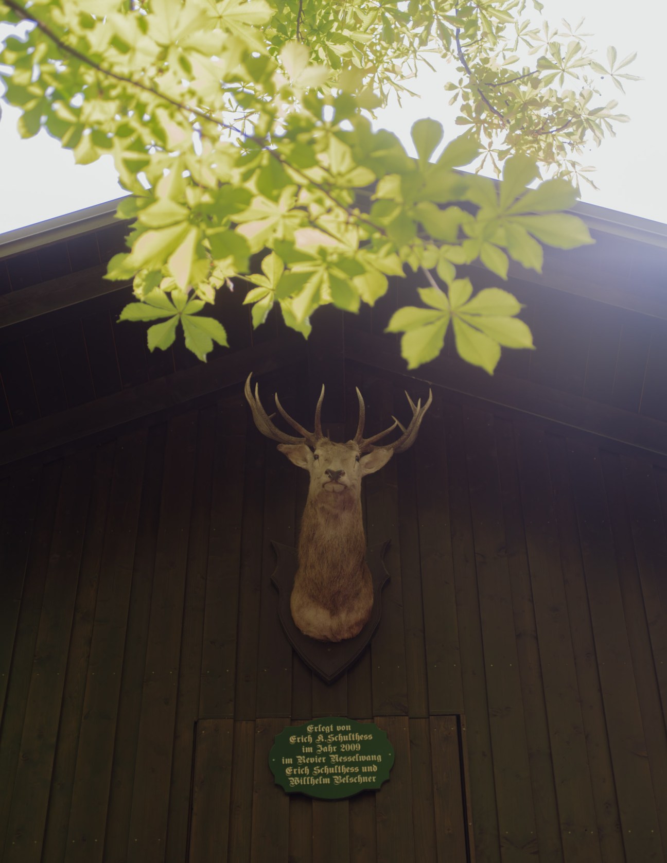 Mounted deer head with antlers on dark wooden wall beneath bright green chestnut leaves.
