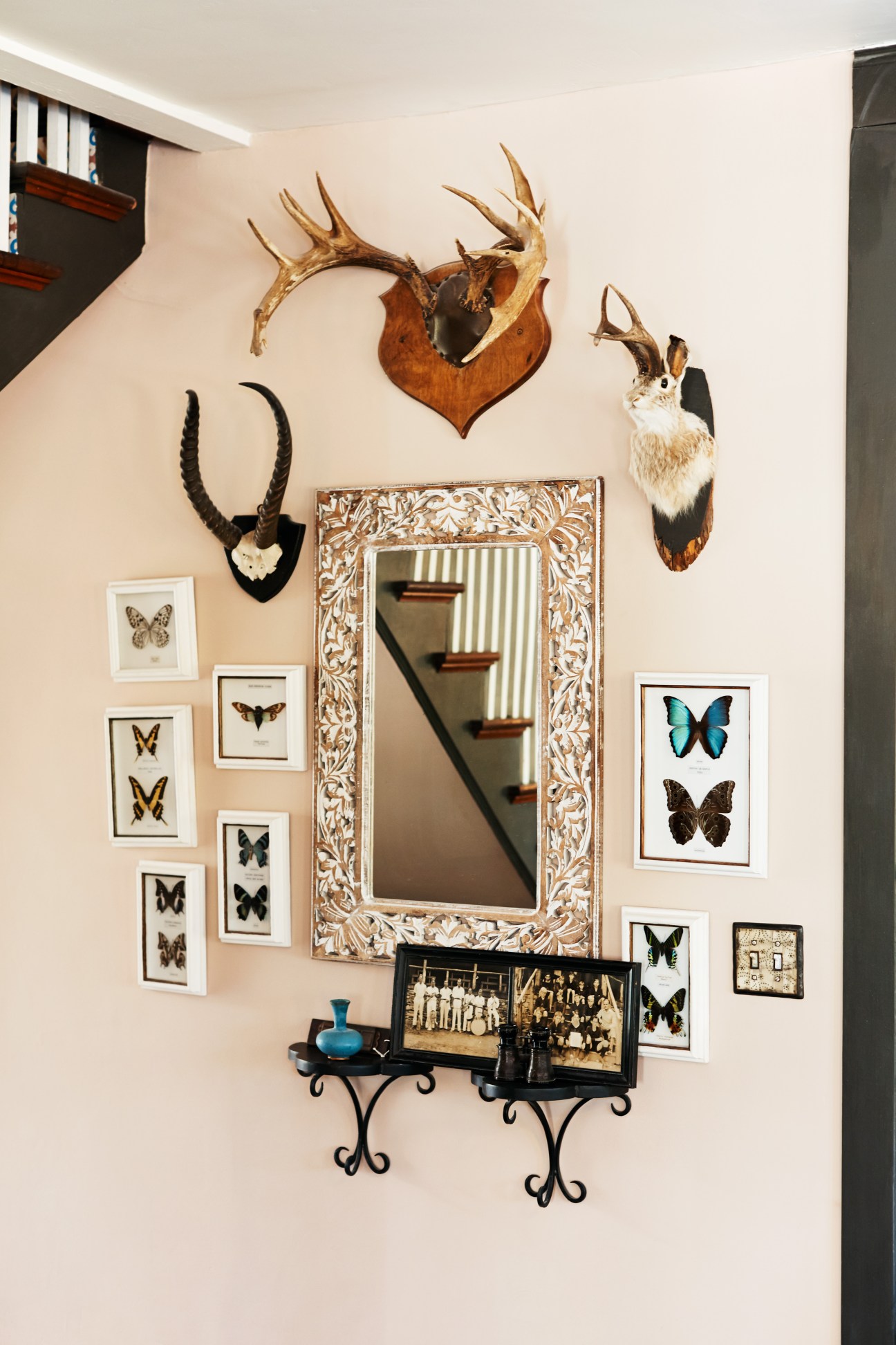 Interior wall display with mounted animal taxidermy and framed butterfly specimens at Foxfire Mountain House.