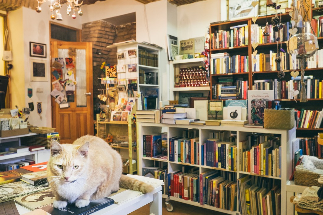 White cat sitting on books inside Knygynas Keistoteka bookshop filled with shelves of colorful books.
