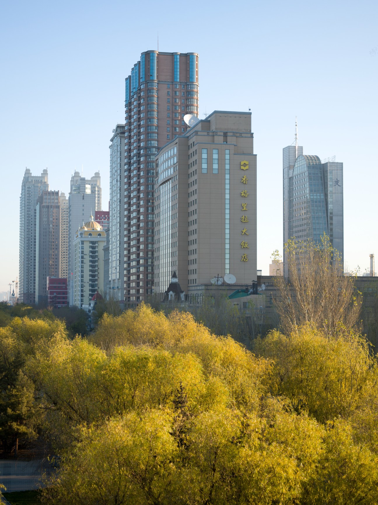 Harbin skyline with modern high-rise buildings including the Shangri-La Hotel amid yellow flowering trees.