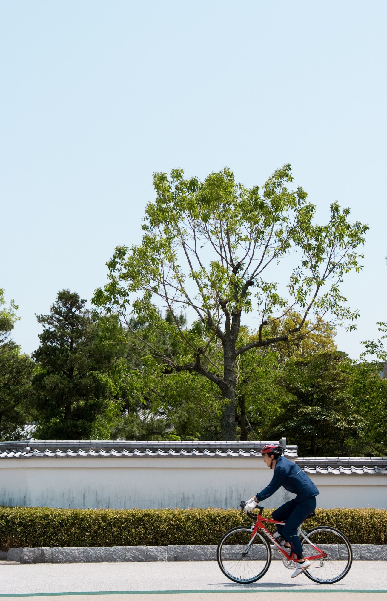 Cyclist riding past white-roofed building with large green tree in Ohori Park, Fukuoka.