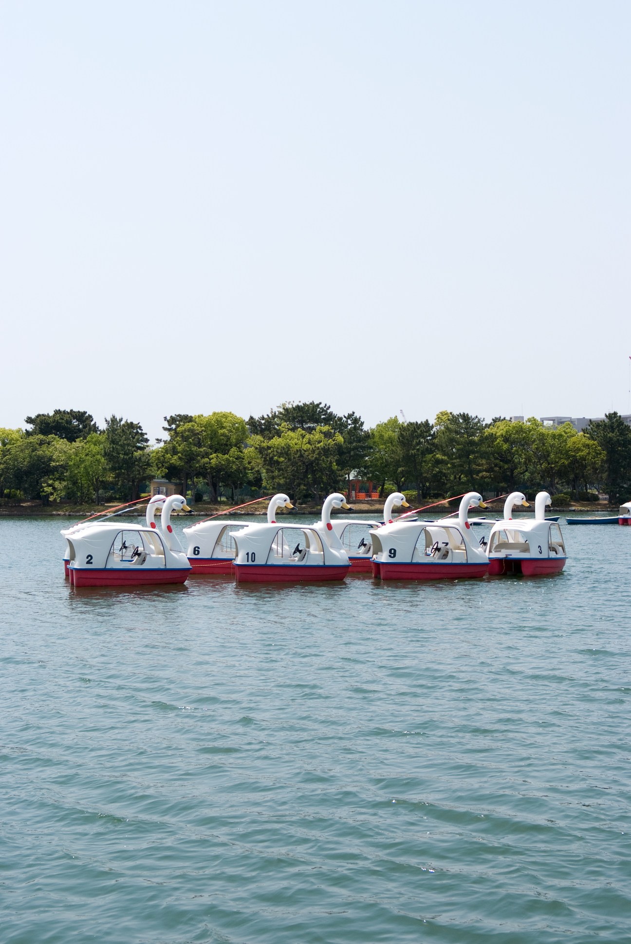 Row of white and red swan paddle boats moored in water at Ohori Park, Fukuoka.