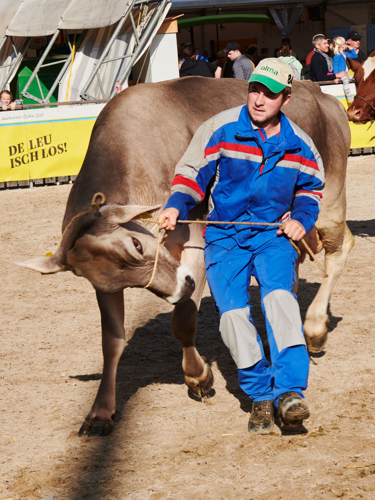 Handler in blue coveralls leads a brown Alpine cow by rope at the Elite Cattle Show.