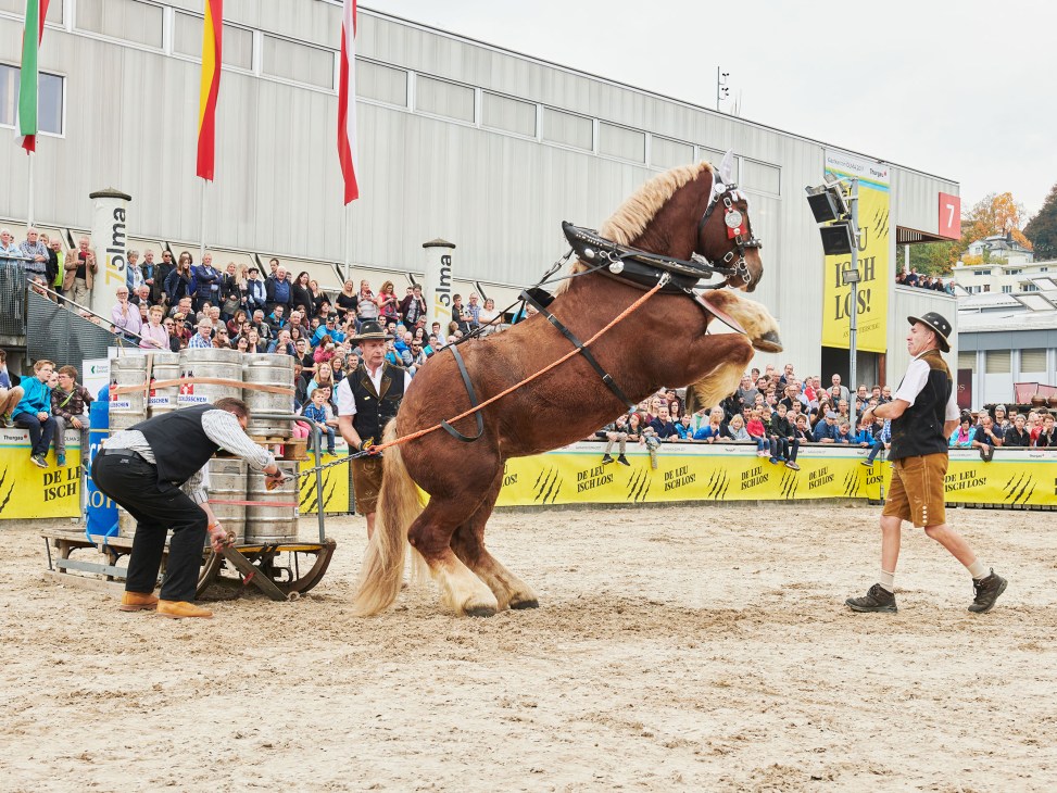 A brown horse rears up while pulling beer barrels in a tug-of-war competition against Schwingen champions at Olma fair.