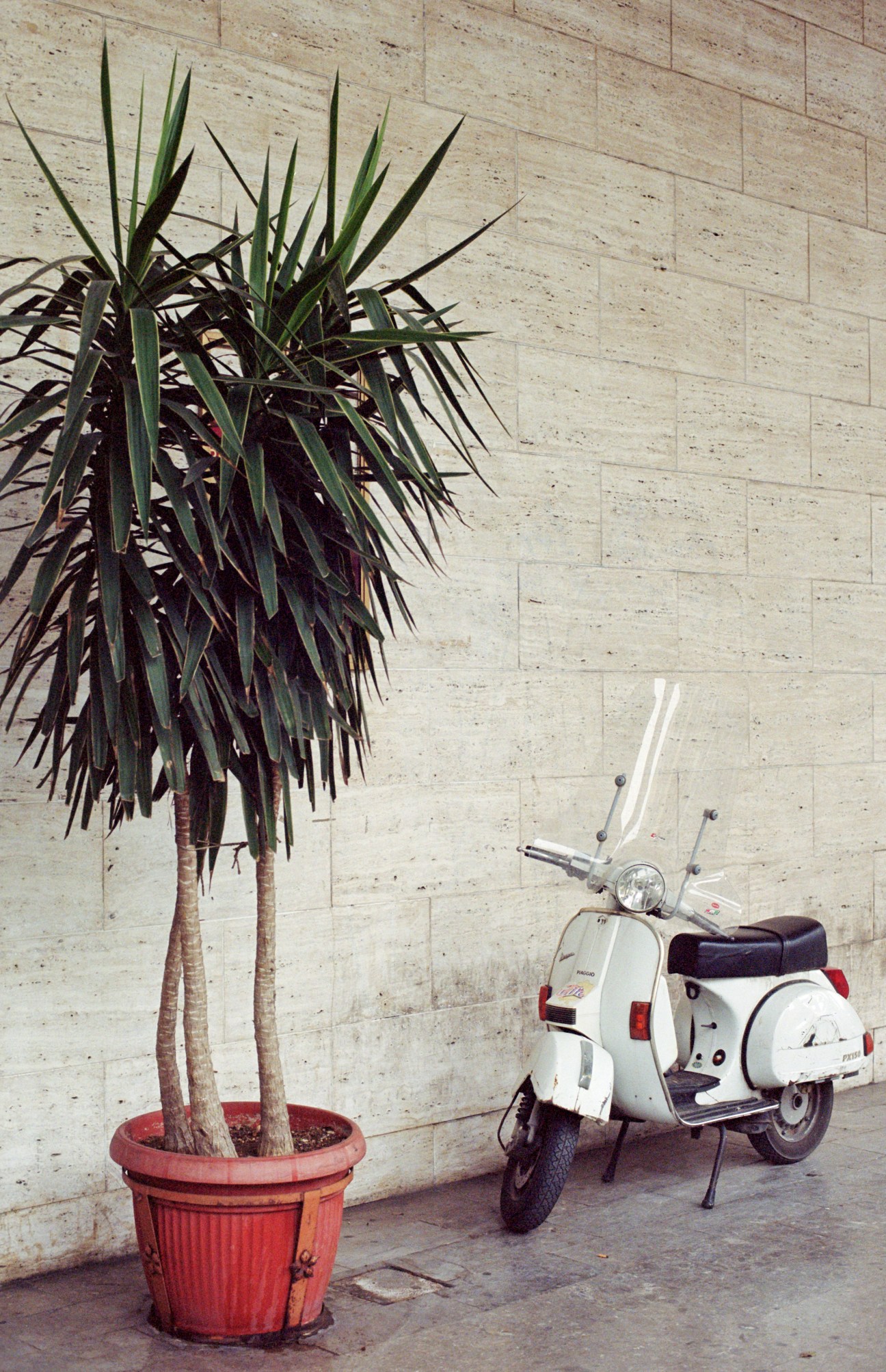 White Vespa scooter parked next to a potted palm plant against a stone wall in Palermo.