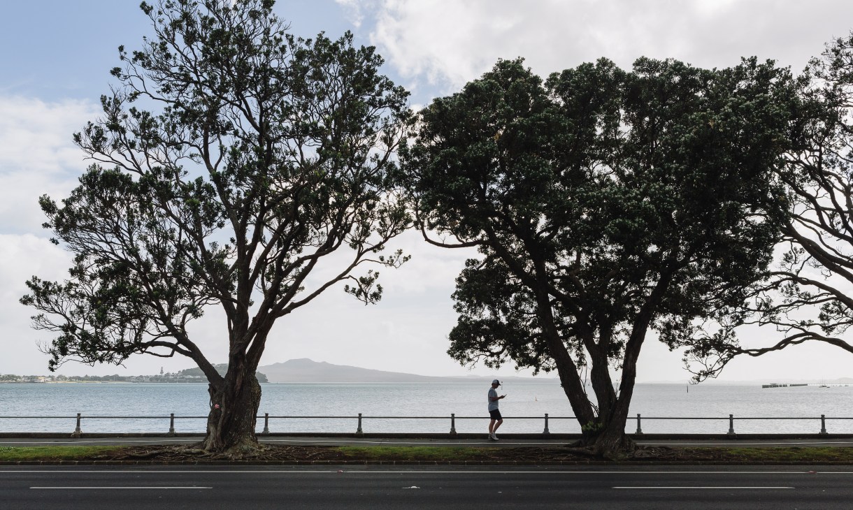 Native pohutukawa trees frame a runner jogging along Tamaki Drive in Auckland, with harbor and volcanic island views.