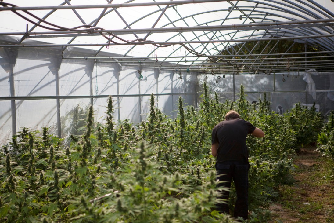 A person tends to cannabis plants growing in rows inside a greenhouse with metal framework and clear panels.