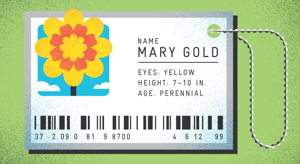 Illustration of a yellow flower with red center on a plant ID tag labeled Mary Gold with botanical details.