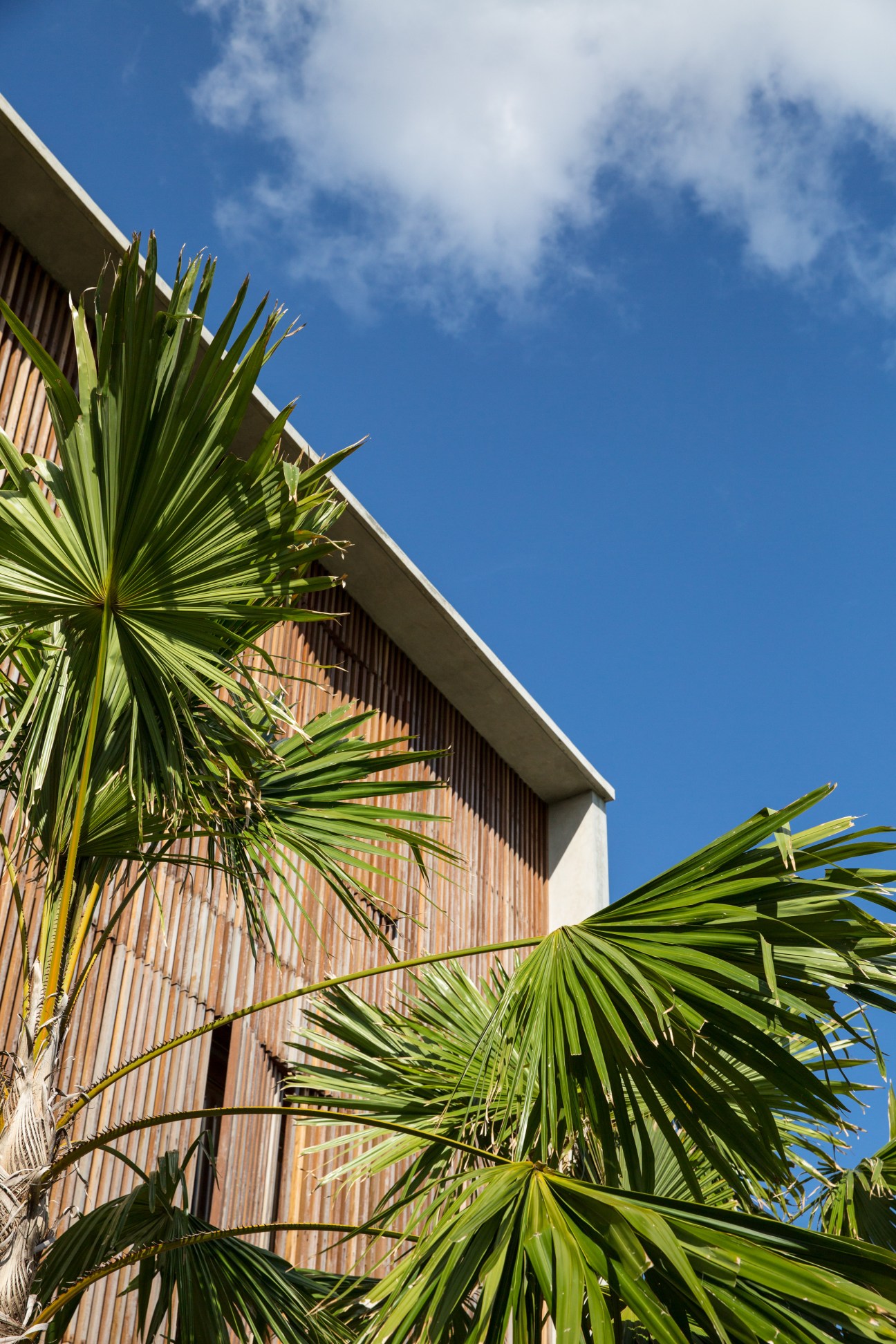 Palm fronds against The Slow hotel's timber screen facade under blue sky.