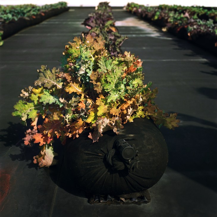 Leafy vegetables growing in a black fabric tube container on a dark roofing surface with rows of similar containers extending into the background.