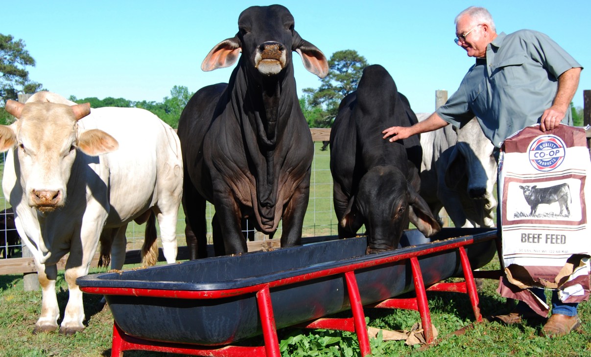 A farmer stands beside cattle at a feeding trough in a pasture, illustrating the cattle theft problem in the American farming industry.