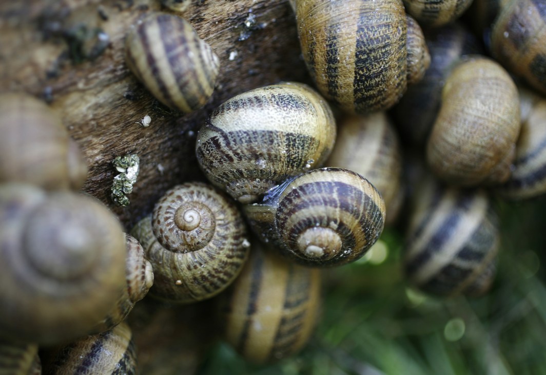 Close-up of farmed snails clustered on a branch, showing their spiral shells and bodies.