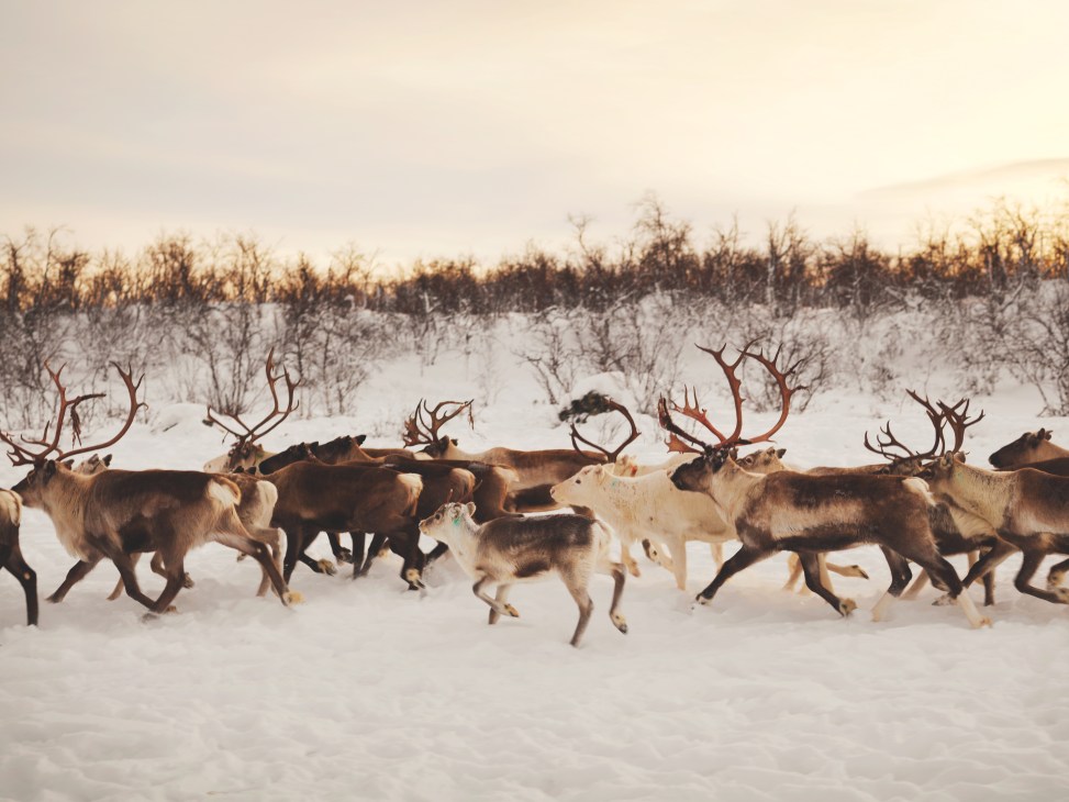 A herd of reindeer with large antlers walking through deep snow with sparse birch forest in the background.