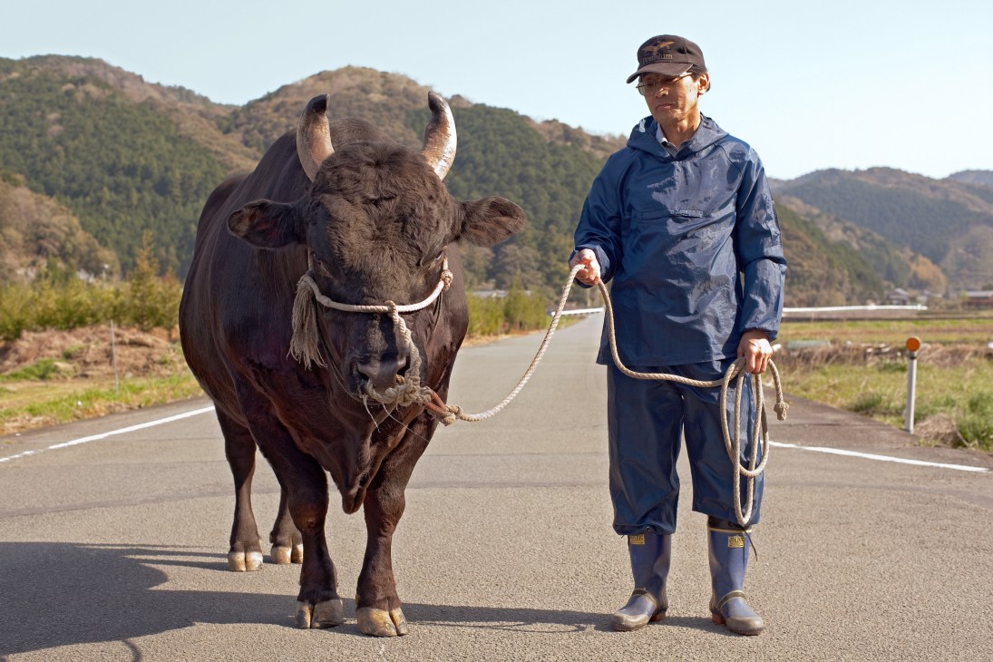 Rice farmer Hotatsu Ikeda leads a large horned bull on a rope along a rural road with mountains behind.