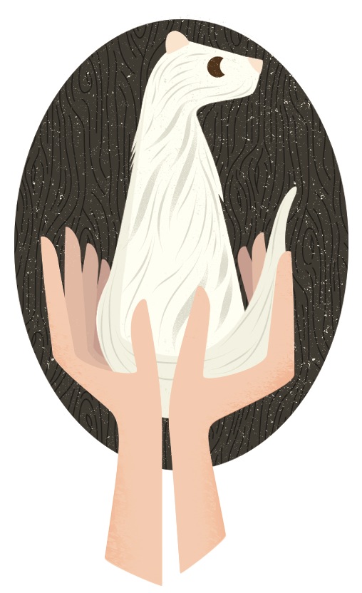 Illustration of hands holding a white mink with a dark textured background.