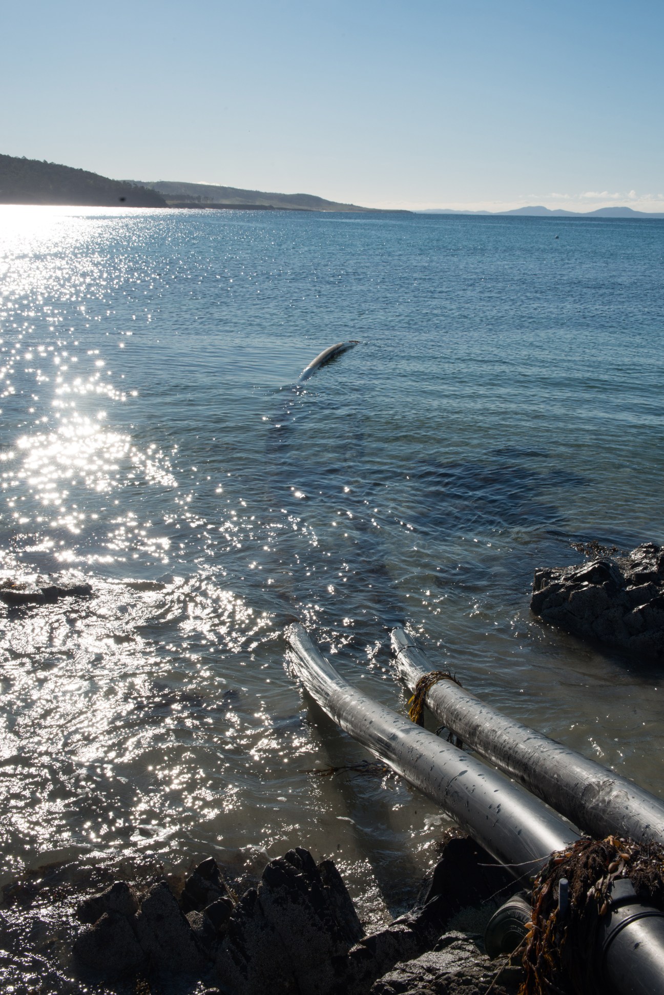 Metal pipes extending into the Tasman Sea with a dolphin jumping in the water and coastal hills in the background.