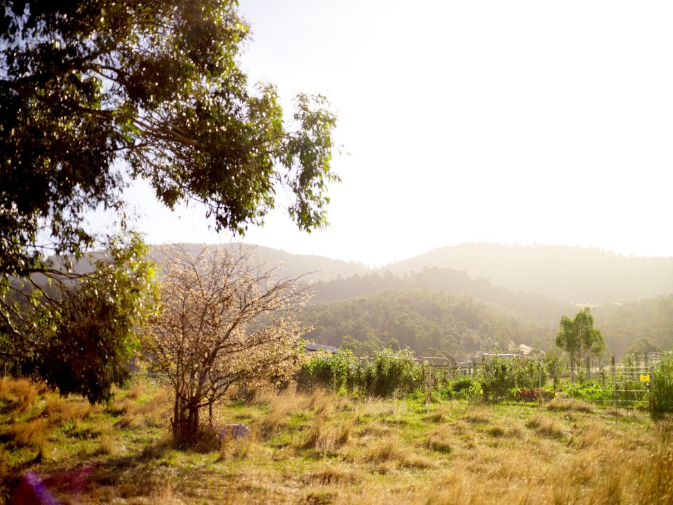 Pastoral landscape with green fields, trees, and mountains in background at The Agrarian Kitchen in Tasmania.