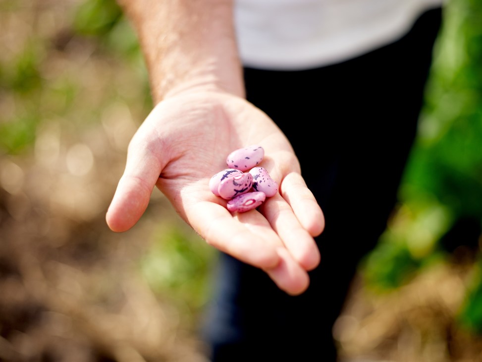 Child's hand holding freshly picked beans from The Agrarian Kitchen garden in Tasmania.