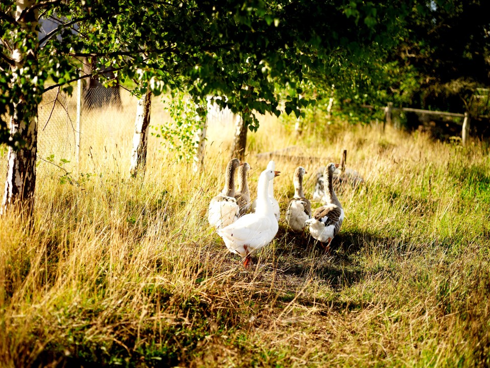 Geese and other poultry grazing in tall grass near a yellow barn at The Agrarian Kitchen farm.