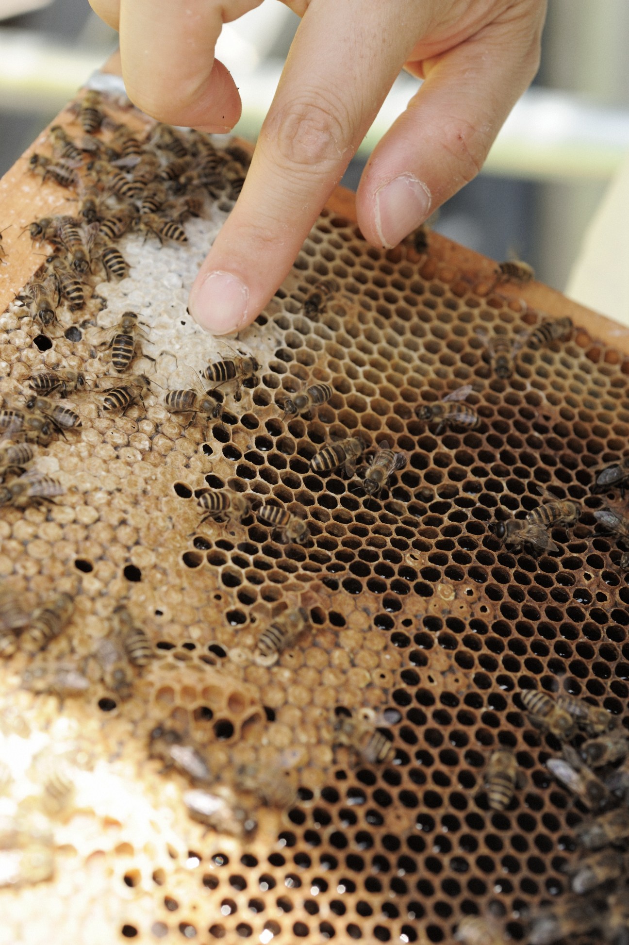 A person's hand touches a wooden honeycomb frame filled with honey bees and hexagonal wax cells.
