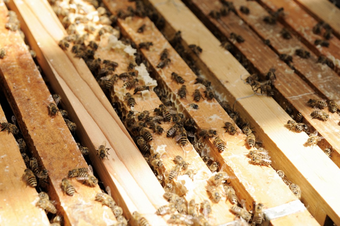 Honeybees crawl across wooden frames inside a hive