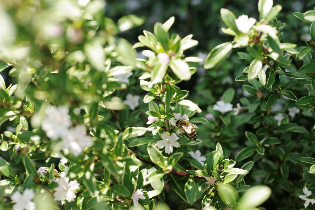 A honeybee pollinating small white flowers on green foliage.