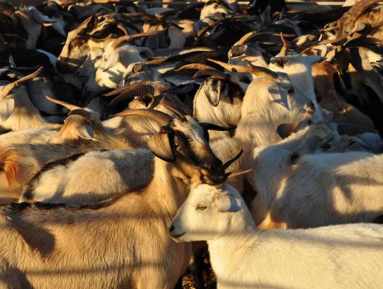 A herd of goats resting in sunlight, showing their varied brown and white coats.