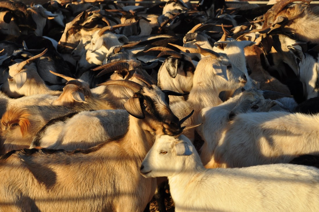 A herd of goats resting in sunlight, showing their varied brown and white coats.