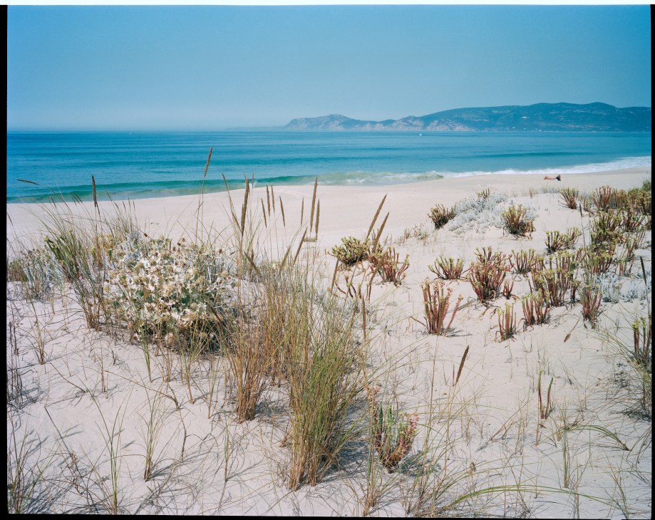 Pristine white sand beach with native dune grasses and turquoise water under clear blue sky.