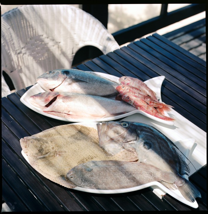 Fresh fish displayed on white plates arranged on a dark striped surface with blue-edged bowls in background.