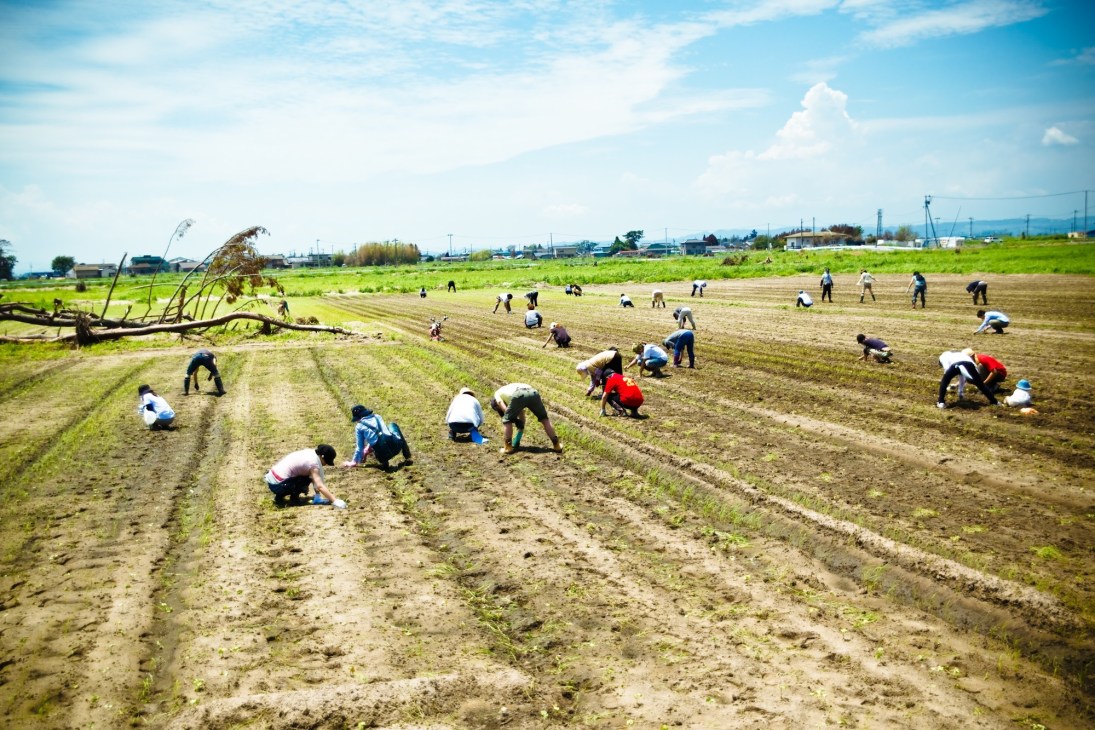 Japanese farmers harvesting cotton in rows across a large field under clear blue sky.