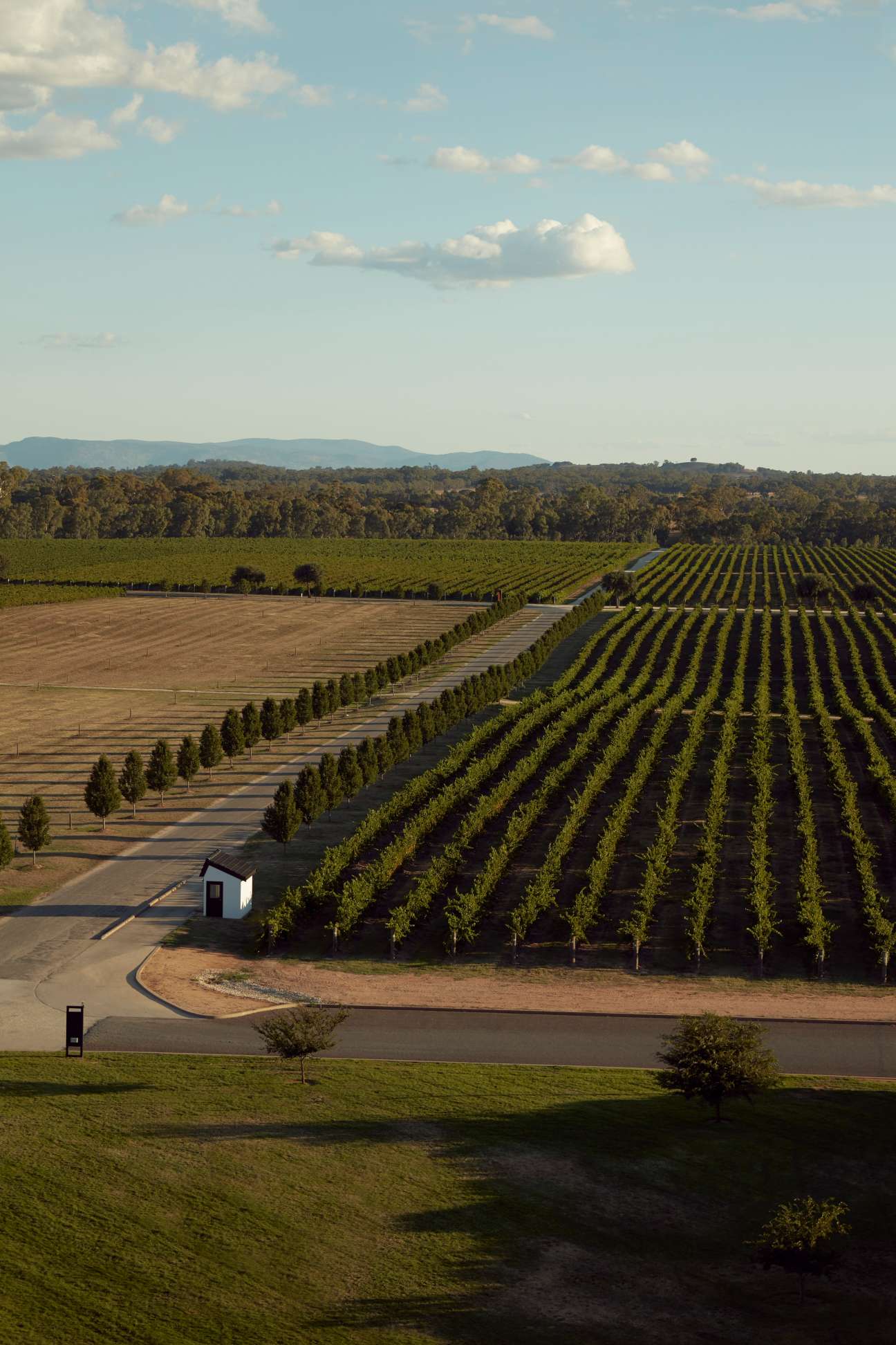 Aerial view of Mitchelton Wines' verdant vineyard with rows of vines, a small building, and forested hills in the distance.