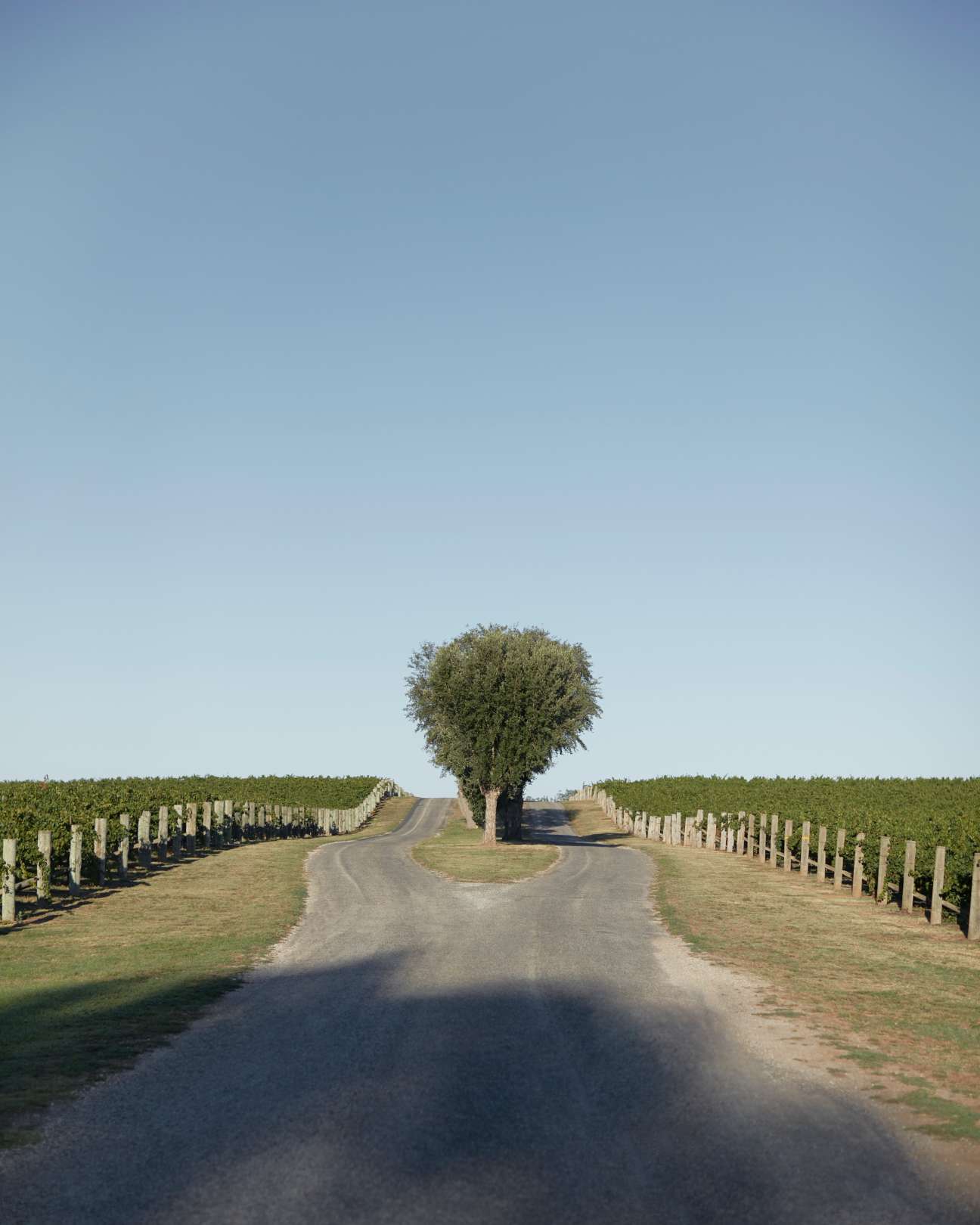A tree-lined dirt road through Mitchelton Wines vineyard with grapevines on both sides.