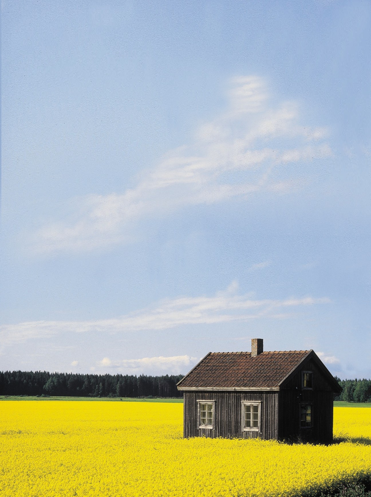 Black wooden house with white windows standing alone in a vast yellow rapeseed field under blue sky.